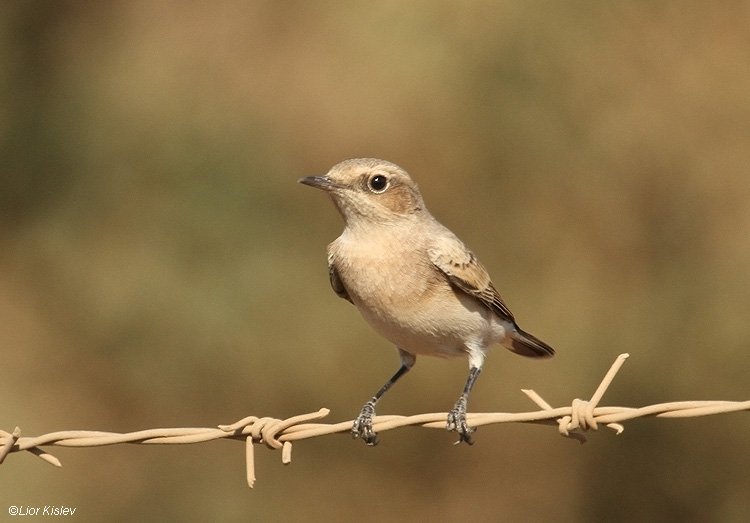   Black-eared Wheatear Oenanthe hispanica  Golan ,August 2010. Lior Kislev